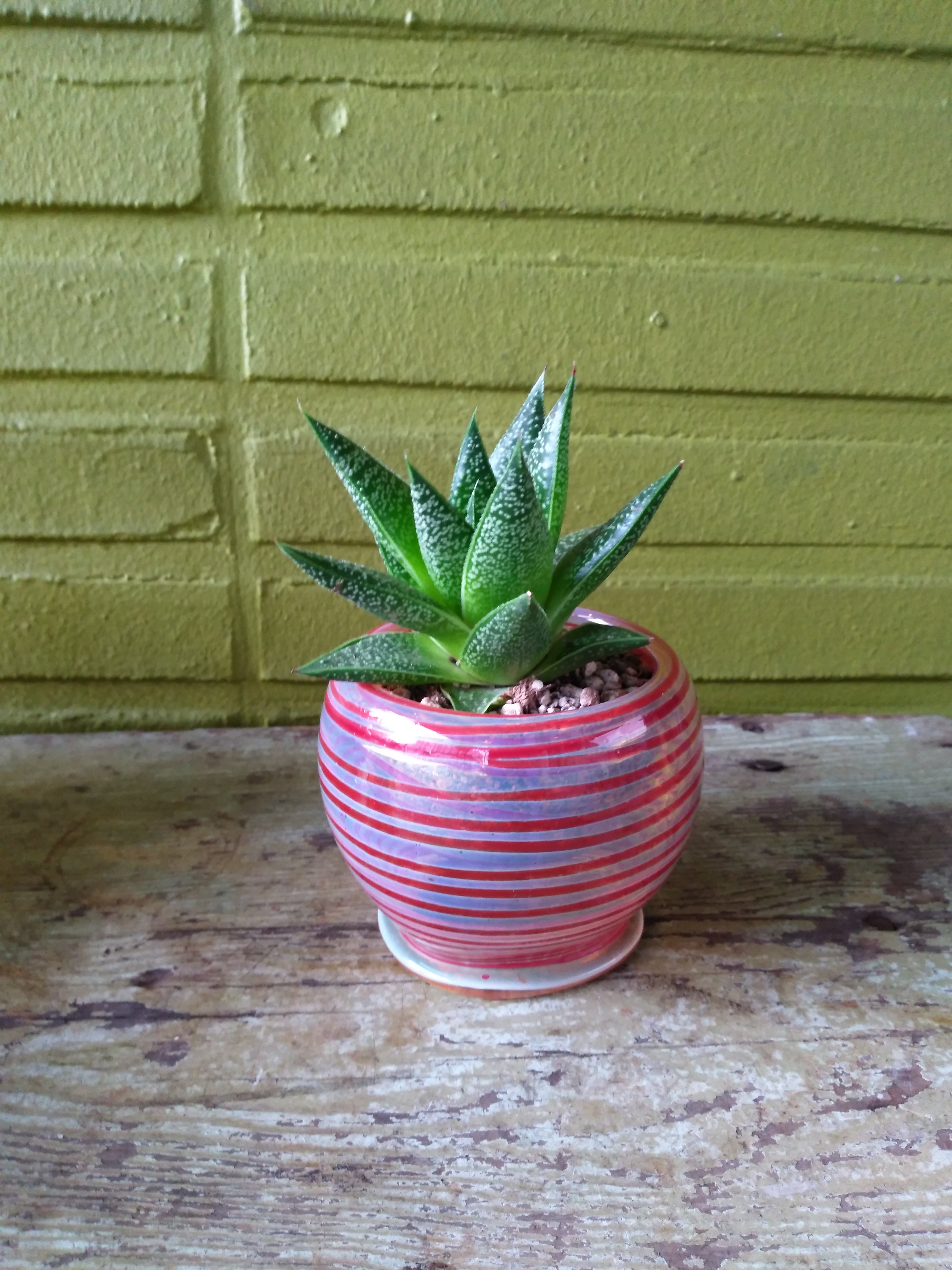 potted succulent plant Pyrex Potted Succulent